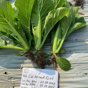Hạt giống cải bẹ xanh F1, cải bẹ ngọt 2
