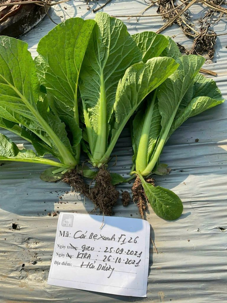 Hạt giống cải bẹ xanh F1, cải bẹ ngọt 2