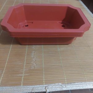 chau-ang-chau-nhua-trong-bonsai-cay-canh-4