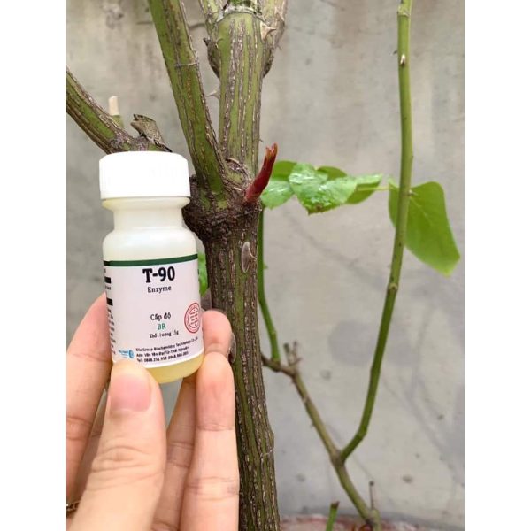 kich-bat-mam-t90-enzyme-15ml-chinh-hang-giup-bat-mam-choi-goc-choi-ben-danh-cho-hoa-hong-va-cay-canh kich-bat-mam-t90-enzyme-15ml-chinh-hang-giup-bat-mam-choi-goc-choi-ben-danh-cho-hoa-hong-va-cay-canh