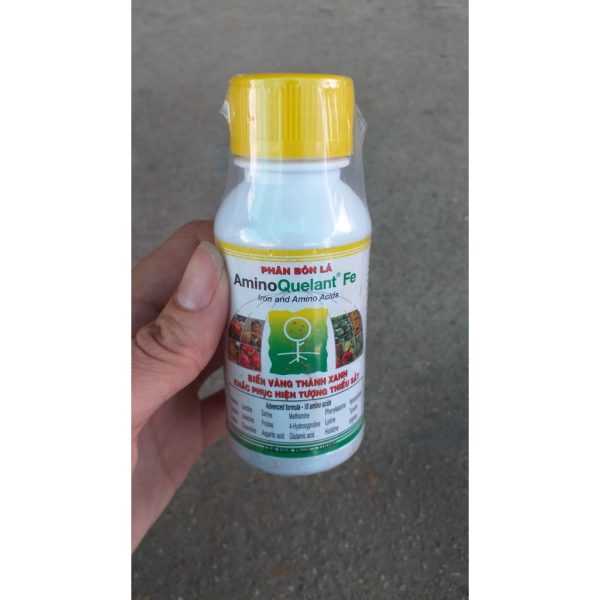 phan-bon-la-grow-more-amino-quelant-fe-lo-100ml-khac-phuc-hien-tuong-thieu-sat-bien-vang-thanh-xanh phan-bon-la-grow-more-amino-quelant-fe-lo-100ml-khac-phuc-hien-tuong-thieu-sat-bien-vang-thanh-xanh