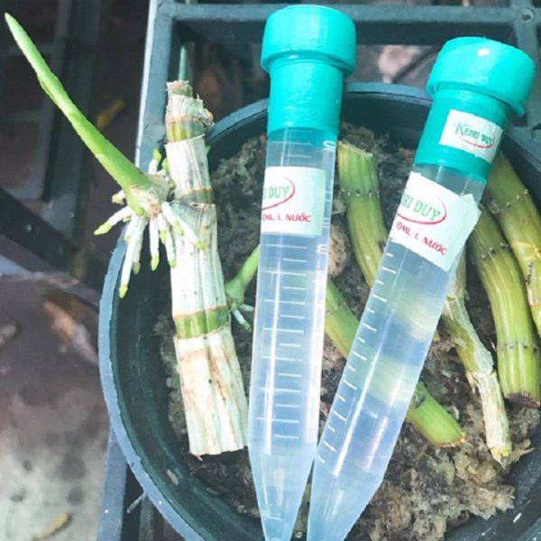 keiki-duy-xanh-kich-mam-va-choi-phong-lan-dang-phun-ong-15ml keiki-duy-xanh-kich-mam-va-choi-phong-lan-dang-phun-ong-15ml