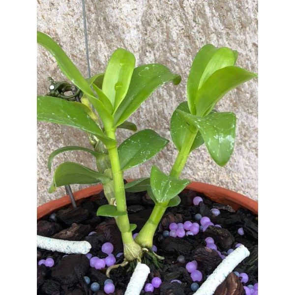 phan-bon-tan-cham-thong-minh-npk-rynan-fm240-14-14-14-lo-136kg-chuyen-dung-cho-cay-kieng-co-hoa/ phan-bon-tan-cham-thong-minh-npk-rynan-fm240-14-14-14-lo-136kg-chuyen-dung-cho-cay-kieng-co-hoa/