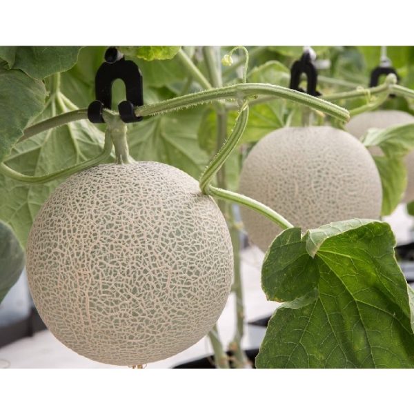 hat-giong-dua-luoi-f1-dong-phong-ruot-vang-qua-sieu-to-chuan-giong-goi-30-hat hat-giong-dua-luoi-f1-dong-phong-ruot-vang-qua-sieu-to-chuan-giong-goi-30-hat