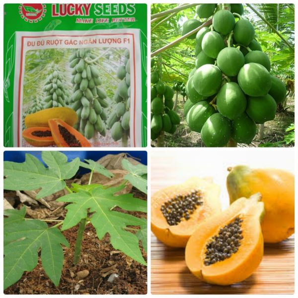 hat-giong-du-du-ruot-gac-ngan-luong-f1-chat-luong-de-trong-goi-5-hat hat-giong-du-du-ruot-gac-ngan-luong-f1-chat-luong-de-trong-goi-5-hat