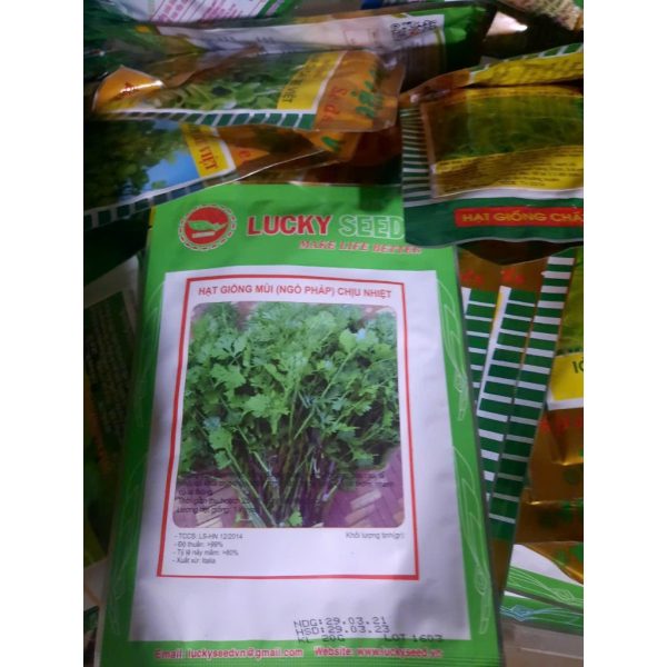 hat-giong-rau-mui-ngo-phap-ngo-hat-lon-chiu-nhiet-goi-20gr hat-giong-rau-mui-ngo-phap-ngo-hat-lon-chiu-nhiet-goi-20gr