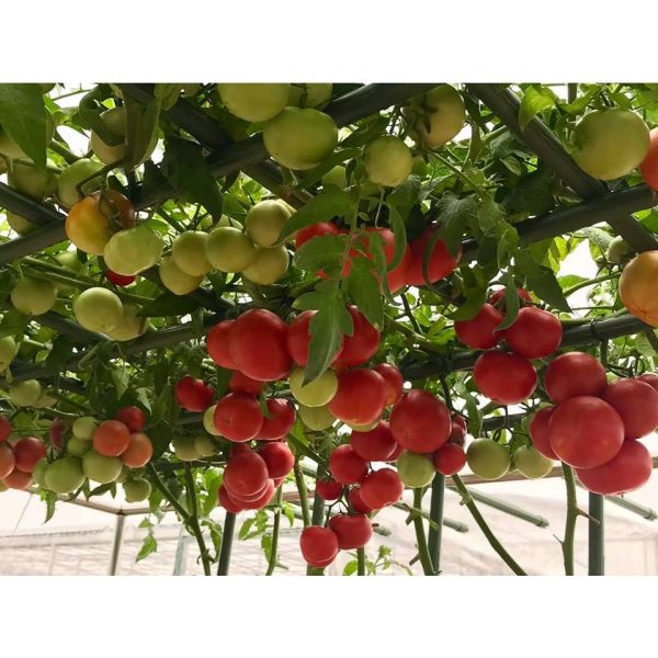 hat-giong-ca-chua-bach-tuoc-f1-ca-chua-leo-gian-chat-luong-nang-suat-cao-goi-4-hat hat-giong-ca-chua-bach-tuoc-f1-ca-chua-leo-gian-chat-luong-nang-suat-cao-goi-4-hat