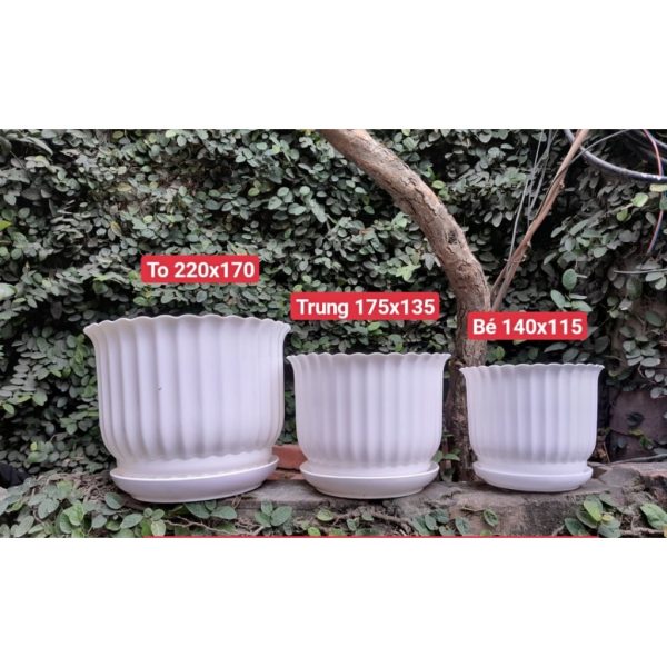 combo-3-cai-5-cai-chau-nhua-gia-su-gan-soc-tron-trang-duc-minh-kem-dia-3-size-trong-hoa-cay-canh-de-ban-ban-cong combo-3-cai-5-cai-chau-nhua-gia-su-gan-soc-tron-trang-duc-minh-kem-dia-3-size-trong-hoa-cay-canh-de-ban-ban-cong