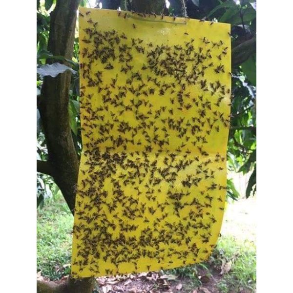 set-20-cai-tam-dan-dinh-ruoi-muoi-2-mat-25x20-sieu-dinh-hieu-qua-voi-nhieu-loai-gay-hai-cho-vuon-lan-cay-trai-rau set-20-cai-tam-dan-dinh-ruoi-muoi-2-mat-25x20-sieu-dinh-hieu-qua-voi-nhieu-loai-gay-hai-cho-vuon-lan-cay-trai-rau