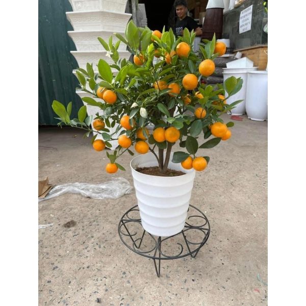 combo-3-5-cai-chau-nhua-trong-cay-chau-vong-tron-thien-my-hang-cong-ty-day-dan-nhieu-kich-co-mau-trang-chau-xoan combo-3-5-cai-chau-nhua-trong-cay-chau-vong-tron-thien-my-hang-cong-ty-day-dan-nhieu-kich-co-mau-trang-chau-xoan