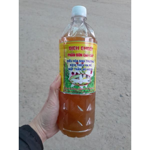 che-pham-dich-chuoi-nam-dinh-chinh-hang-phan-bon-cao-cap-dung-tuoi-cho-lan-va-moi-cay-trong-chai-1-lit-kich-thich-ra-re/ che-pham-dich-chuoi-nam-dinh-chinh-hang-phan-bon-cao-cap-dung-tuoi-cho-lan-va-moi-cay-trong-chai-1-lit-kich-thich-ra-re/