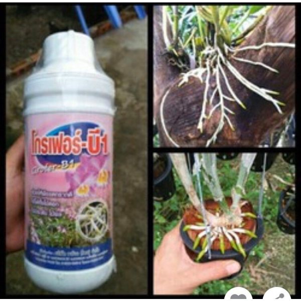 /phan-bon-la-b1-thai-lan-grofer-b1-thai-trang-can-5-lit-nhap-khau-chuyen-dung-cho-lan-va-cac-loai-hoa-cay-kieng /phan-bon-la-b1-thai-lan-grofer-b1-thai-trang-can-5-lit-nhap-khau-chuyen-dung-cho-lan-va-cac-loai-hoa-cay-kieng