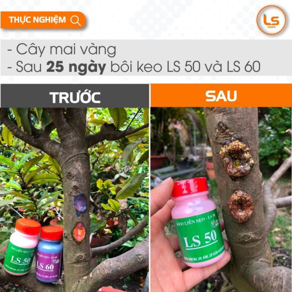 keo-lien-seo-da-cay-ls-60-mau-den-lo-100gr-chuyen-dung-cho-mai-cay-kieng-va-cay-an-trai-lien-seo-nhanh-va-chong-nam keo-lien-seo-da-cay-ls-60-mau-den-lo-100gr-chuyen-dung-cho-mai-cay-kieng-va-cay-an-trai-lien-seo-nhanh-va-chong-nam