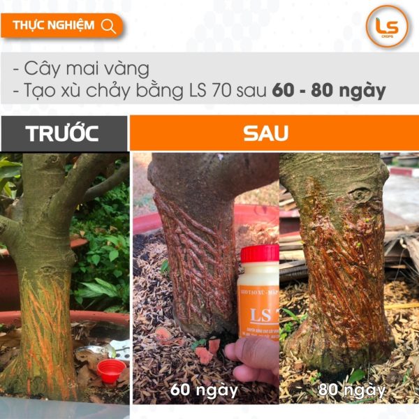 keo-lien-seo-ls-70-lo-100gr-tao-xu-than-cay-lam-map-cay-nhanh-chong-cho-cay-bonsai-dep-tu-nhien-tao-xu-chay keo-lien-seo-ls-70-lo-100gr-tao-xu-than-cay-lam-map-cay-nhanh-chong-cho-cay-bonsai-dep-tu-nhien-tao-xu-chay