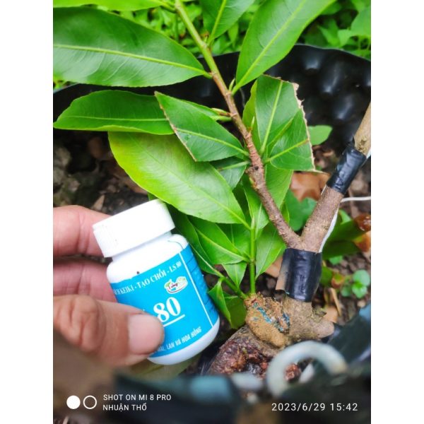 /keo-kich-mam-kich-choi-ls-80-keiki-keo-tao-mam-moi-cho-cay-boi-o-dau-ra-choi-o-do-cay-khong-suy-lo-30gr /keo-kich-mam-kich-choi-ls-80-keiki-keo-tao-mam-moi-cho-cay-boi-o-dau-ra-choi-o-do-cay-khong-suy-lo-30gr